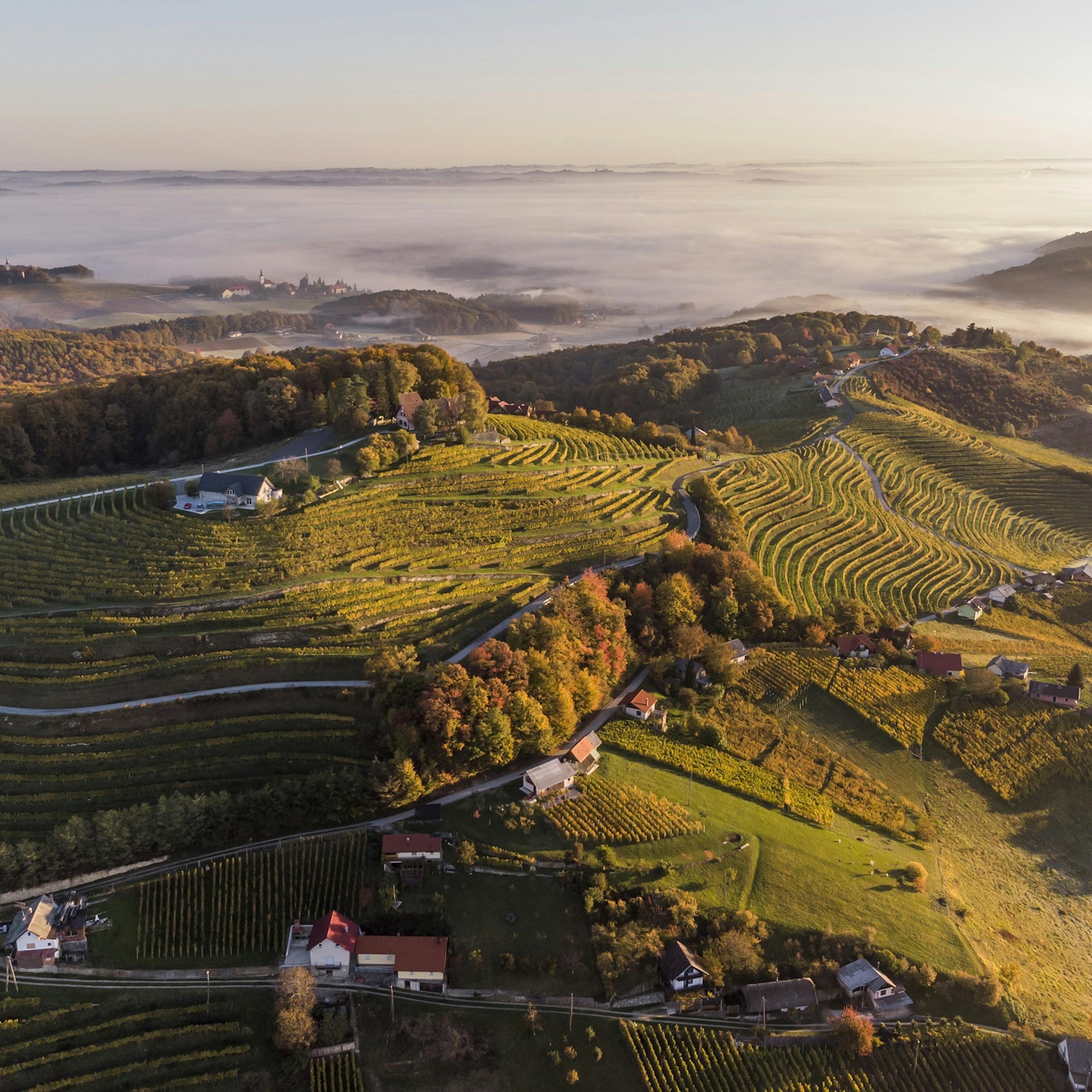 Vinorodna Štajerska